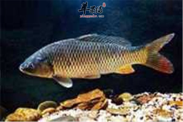 草鱼好吃吗 有哪些营养价值