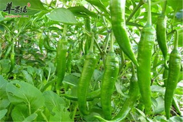 尖椒是什么菜 有什么好处