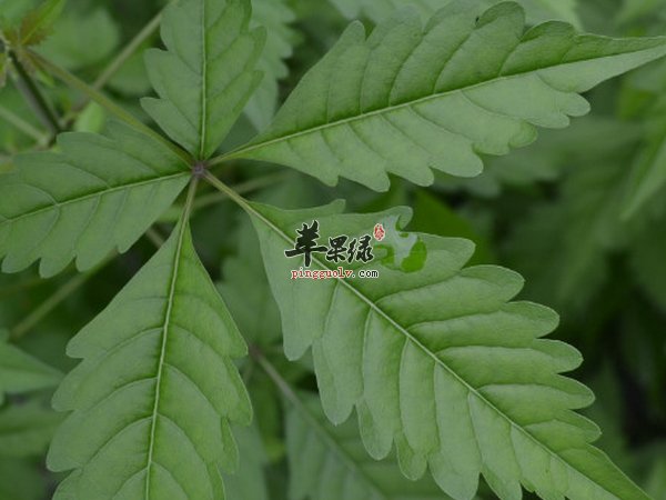 牡荆的价值 叶 根 茎 荆沥