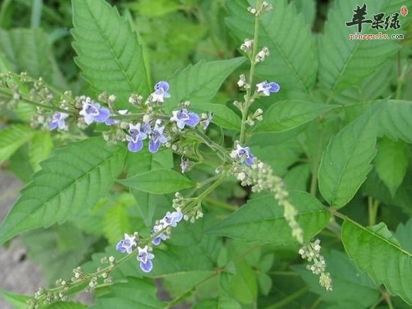 牡荆的价值 叶 根 茎 荆沥