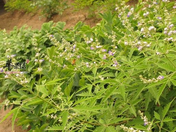 牡荆的选购 功效 作用 保存