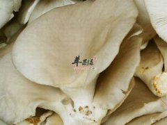 平菇的营养价值 作用