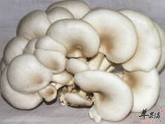 平菇吃法 平菇注意事
