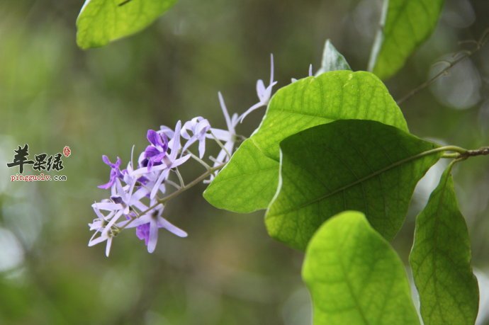 锡叶藤是什么植物 服用锡叶藤可以治病