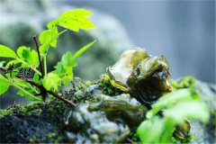 地皮菜的营养价值和