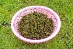 地皮菜的功效与禁忌