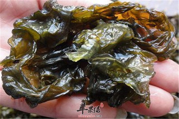 地皮菜营养价值大盘点
