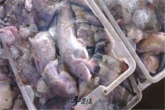 海兔的营养价值以及