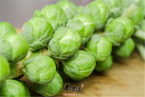 孢子甘蓝是什么 有什么好处