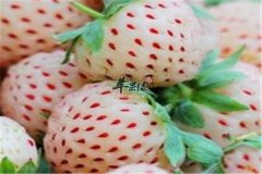 菠萝莓含有的营养大