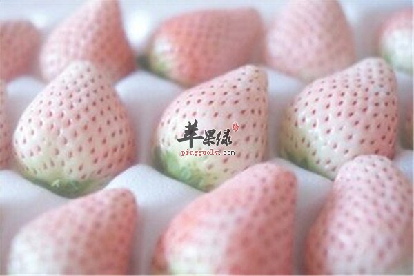 菠萝莓含有的营养大推荐