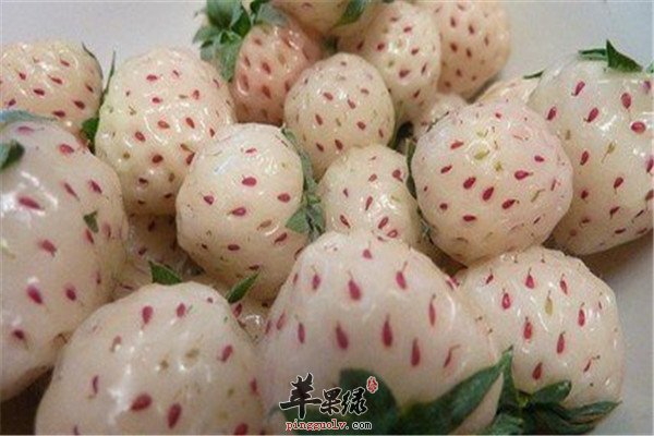 菠萝莓含有的营养大推荐