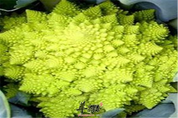 宝塔菜4.jpg