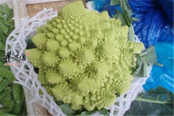 宝塔菜6.jpg