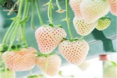 菠萝莓是转基因吗 哪