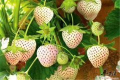 菠萝莓的吃法以及注