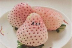 菠萝莓贵不贵 孕妈妈