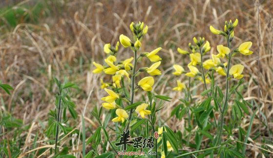 小叶野决明的药膳方推荐 苹果绿