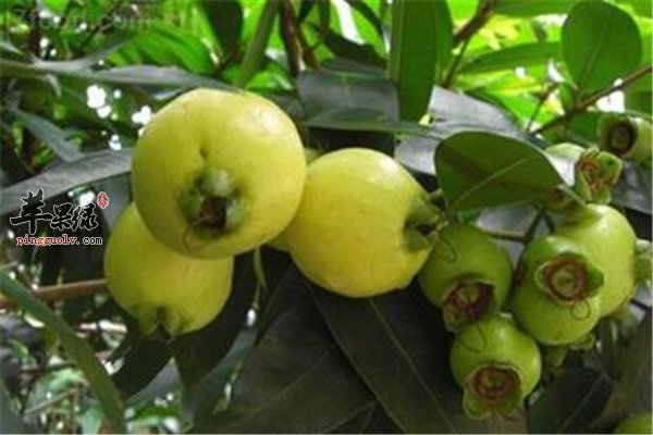 木葡萄的产地是哪 有什么营养吗