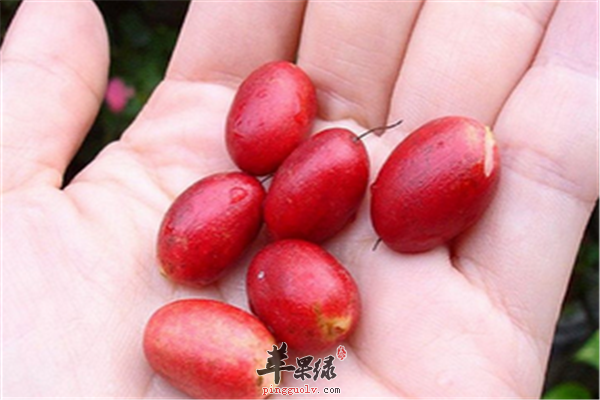 佛灯果2.png