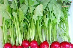 萝卜缨能补钙 保护视