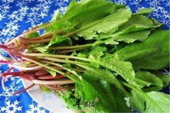 萝卜缨子有哪些好处 有什么功效