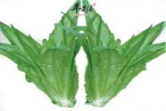 油麦菜能生吃吗 要注