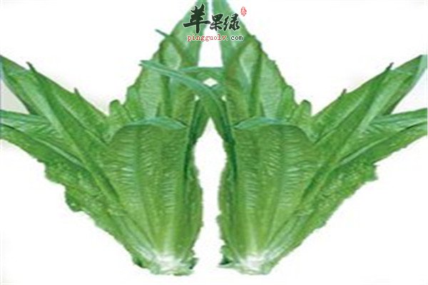 油麦菜9.jpg