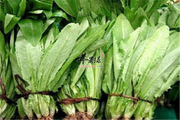 油麦菜7.jpg