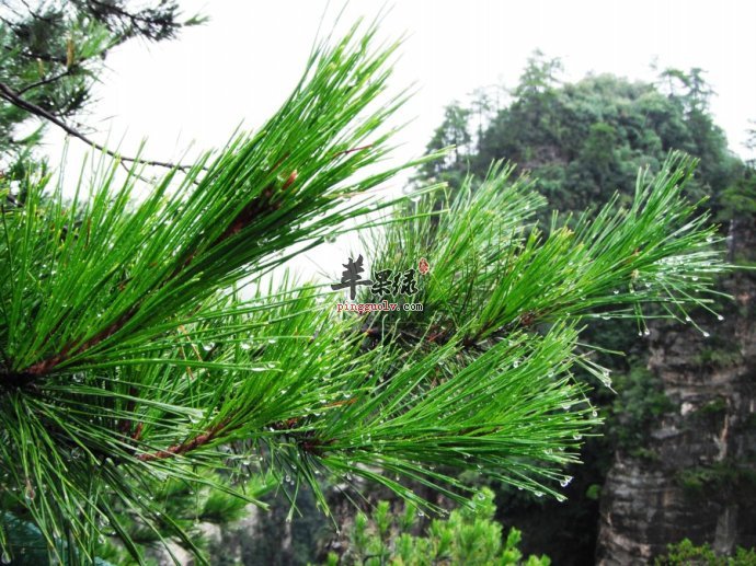 苹果绿 中药大全 功效与作用松针是松树的枝叶了,这是我们大家都不