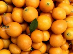 金桔的食用营养功效