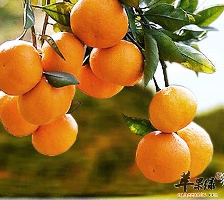 金桔的一些食用注意事项和禁忌