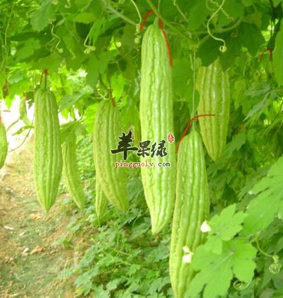 苦瓜的食用禁忌和注意事项