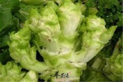 儿菜是什么 有哪些好