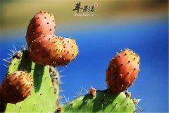 治疗腮腺炎的六个仙