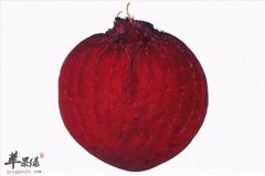 甜菜根的药用功效和