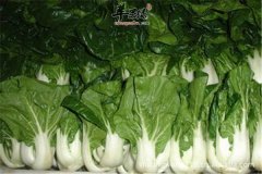 奶白菜的六大食疗功