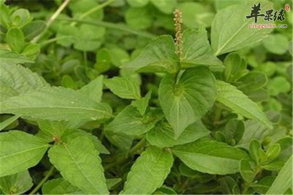铁苋菜的营养价值和食疗功效