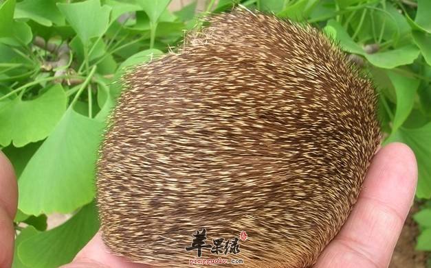 麝香的功效有哪些都有这些神奇功效