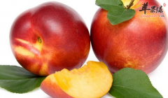 油桃的營養功用有哪些