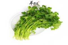 香菜的作用以及禁忌