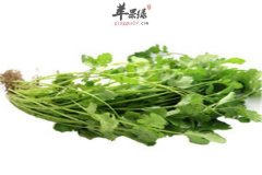 香菜的养生功效和适