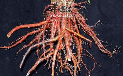 活血调经的四种中药材推荐