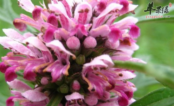 可以化瘀止血的三种药材介绍