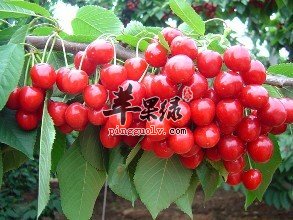 白玉樱桃和车厘子的区别有哪些