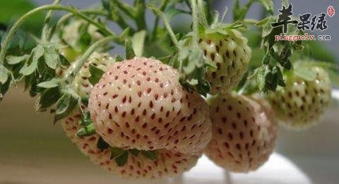 菠萝莓的选购方法和副作用