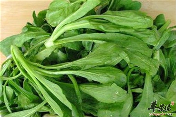 蓬蒿菜2.jpg