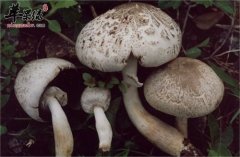 一起来看看挑选蘑菇