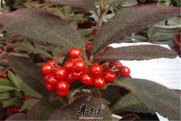 虎舌红的药用功效以及保健作用