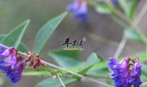 **菜也能做成美味保健的食谱